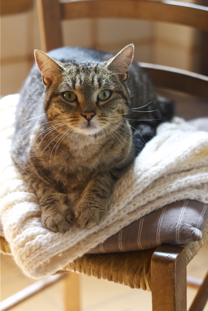 gatto di campagna