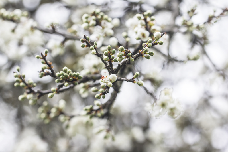 primavera