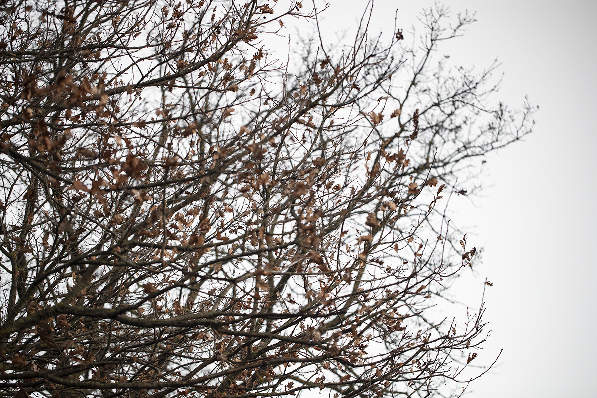 inverno